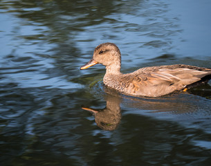 Gadwall duck and his reflection