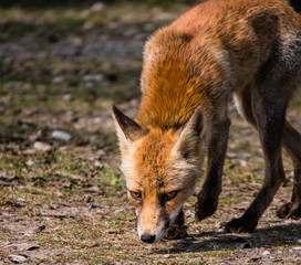 Front view of a young fox in late summer