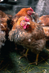 Chickens on the farm. Toned, style, color photo.