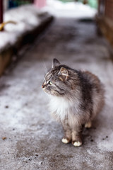 Naklejka na ściany i meble Portrait of a gray rural cat in winter