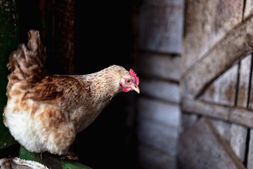 Chickens on the farm. Toned, style, color photo.