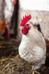 Chickens on the farm. Toned, style, color photo.
