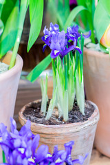 blue potted irises closeup, flowers in spring garden