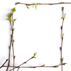 Frame of birch branches with young green leaves on a white background, top view, flat layout. Copy space, concept of spring.