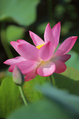 Obraz premium Lovely pink water lily blooming among lush leaves in a lotus pond under bright summer sunshine ~ Close-up of a lotus bud and a waterlily flower in full bloom ( vivid version )