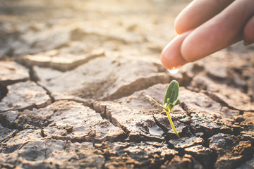Human hand watering little green plant on crack dry ground, concept drought and save the world