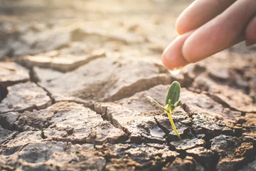 Gordijnen Human hand watering little green plant on crack dry ground, concept drought and save the world © sawitreelyaon