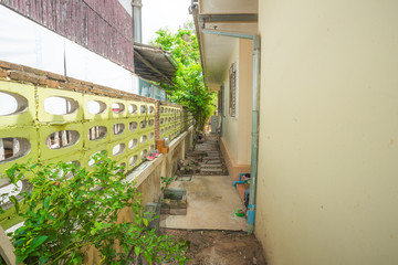 The walkway in the garden 