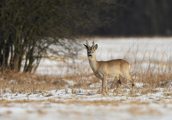 Roe deer (Capreolus capreolus)