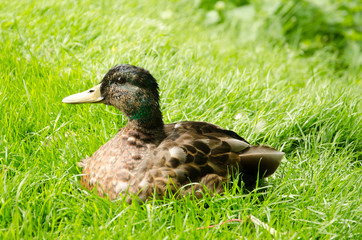 Duck pondering meadow