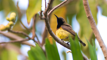 Olive backed Sunbird,Cinnyris Jugularis.