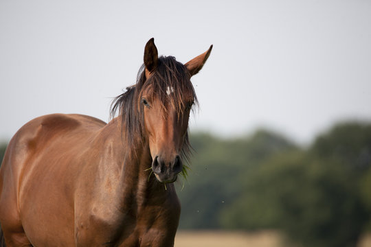 young brown holsteiner horse