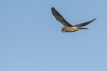 Turmfalke im Flug auf Beuteschau vor dblauem Himmel