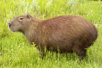 Capybara (Hydrochaeris hydrochaeris)