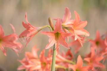Pink flowers bloom in the garden. Ornamental plant And used as a cure for abscess. Soft focus and blur.(Hippeastrum johnsonii Bury)