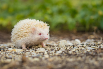 Albino porcupine lying on the ground floor. Animal in Naturally portrait style with blur green grass background. Soft focus. (African Pgymy Hedgehogs)