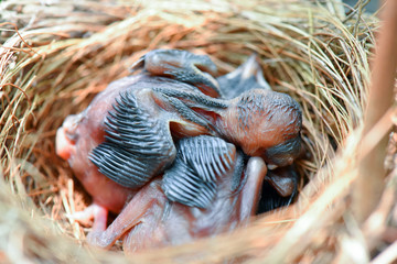 baby-bird