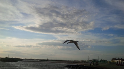 gabbiano in volo sulla spiaggia di sera