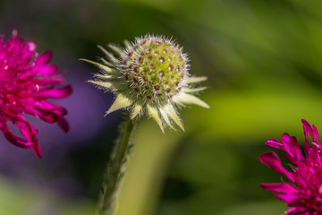  Flower Bud in the garden