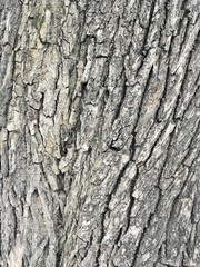 Texture of a tree gray bark 
