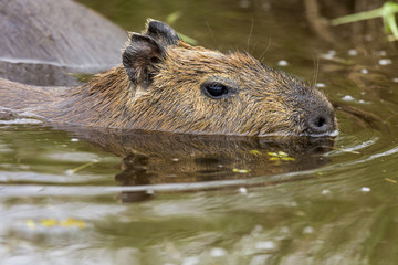 Capybara (Hydrochaeris hydrochaeris)