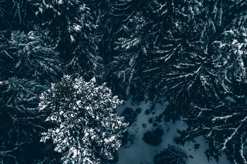 aerial of winter forest in snow