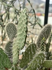 Cactus plants thickness abstract background
