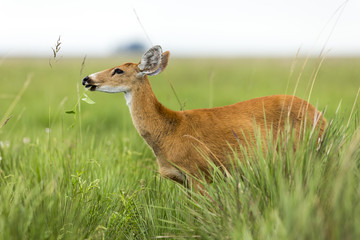 Female Marsh Deer (Blastocerus dichotomus)