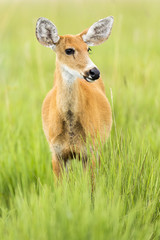 Female Marsh Deer (Blastocerus dichotomus)
