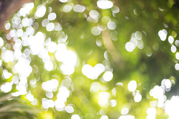Fototapeta premium The abstract art of green bokeh background,blurry light design.