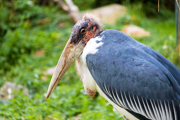 Marabou Stork