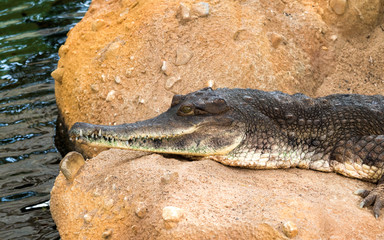 Crocodile