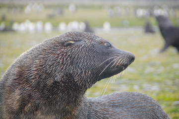 Fur Seals on South Georgia's Salisbury Plains
