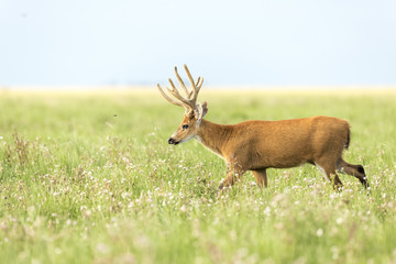 Male Marsh Deer (Blastocerus dichotomus)