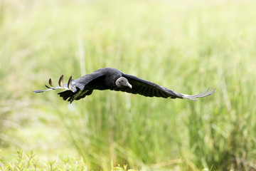 Black Vulture (Coragyps atratus)