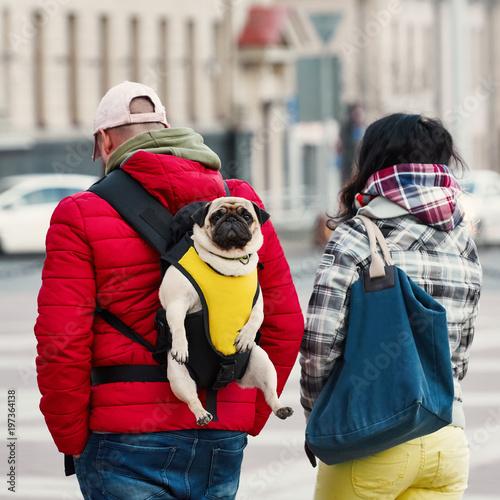 "Pug in a sling, baby carrier for cute dog" Stock photo and royalty
