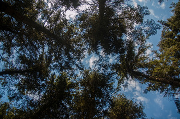 Sky trough foliage above