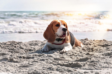 Dog beagle breeds on the seashore under bright sun rays.