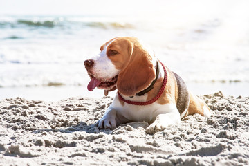 Dog beagle breeds on the seashore under bright sun rays.