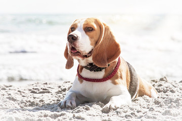 Dog beagle breeds on the seashore under bright sun rays.