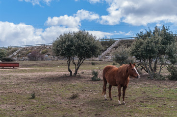 Beautiful horses on the pasture