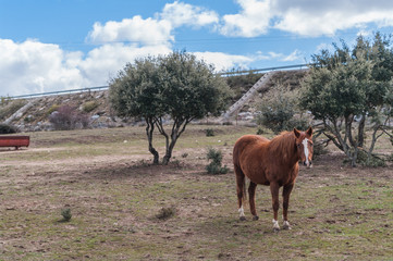 Beautiful horses on the pasture