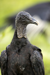 Black Vulture (Coragyps atratus)