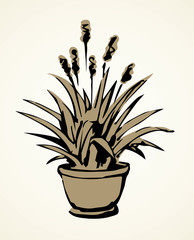 Grass in pot. Vector drawing