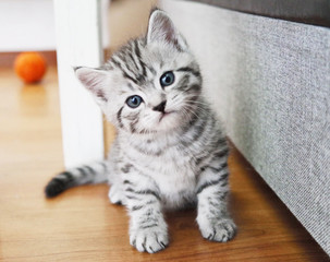 Lovely kitten portrait. 