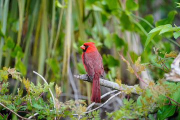 Red Cardinal Portrait