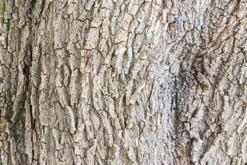 Closeup Rough tree bark texture