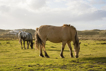 Horses on the island "Amrum" in late afternoon, Northern Germany