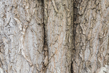 Closeup Rough tree bark texture