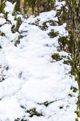 Closeup Rough tree bark texture